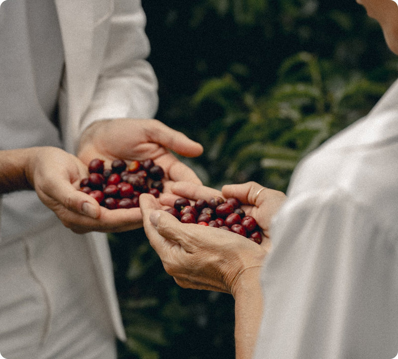 Café en grano o molido: cuál es mejor para ti